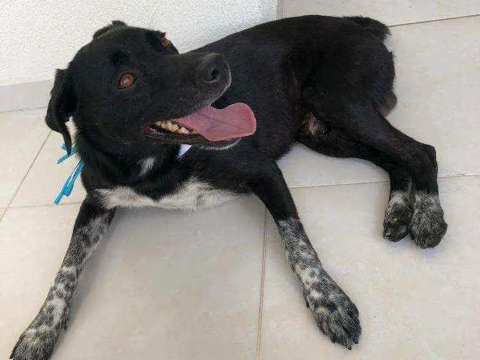 Cachorro raça SRD idade 2 anos nome César