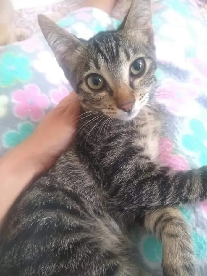 Gato ra a SRD-ViraLata idade 2 a 6 meses nome Átila