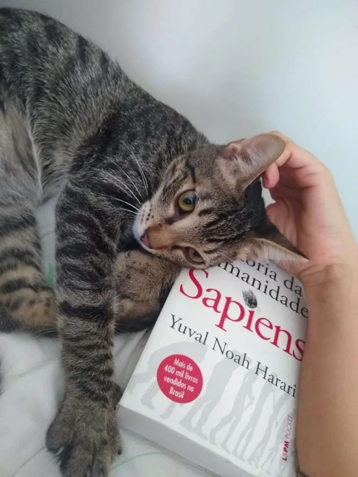 Gato ra a SRD-ViraLata idade 2 a 6 meses nome Átila