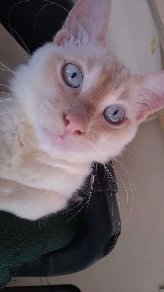 Gato ra a SRD-ViraLata idade 2 a 6 meses nome Goiaba