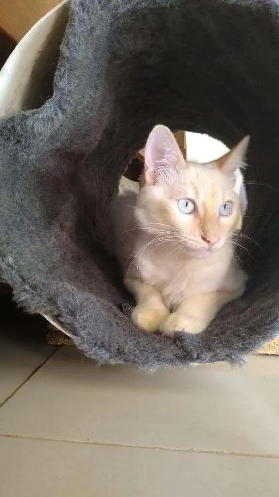 Gato ra a SRD-ViraLata idade 2 a 6 meses nome Goiaba