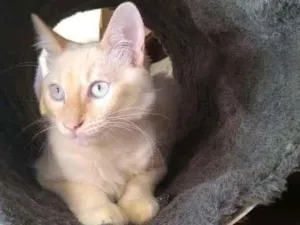 Gato raça SRD-ViraLata idade 2 a 6 meses nome Goiaba