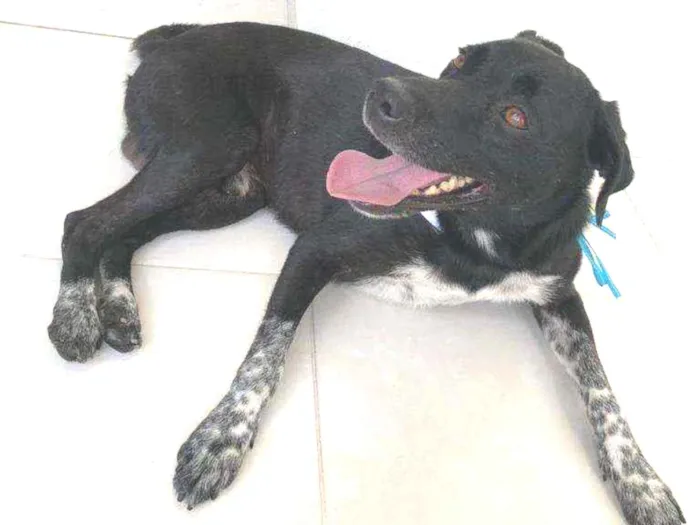 Cachorro raça SRD idade 2 anos nome César