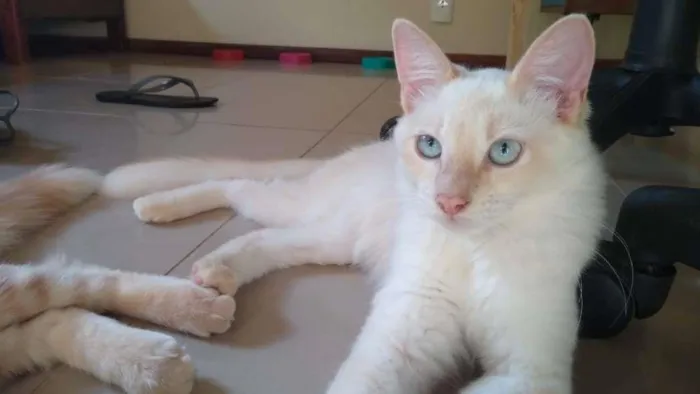 Gato ra a SRD-ViraLata idade 2 a 6 meses nome Pitaya