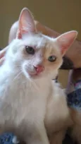 Pitaya