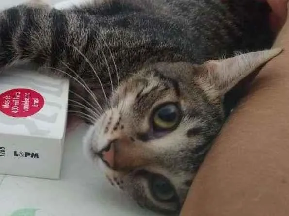 Gato ra a SRD-ViraLata idade 2 a 6 meses nome Átila