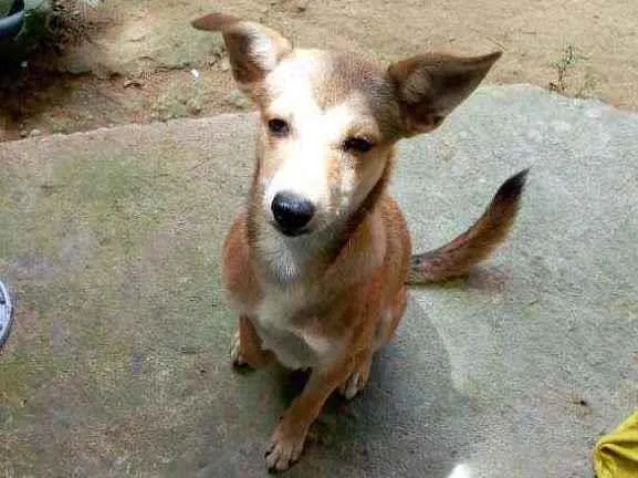 Cachorro ra a Vira lata idade 2 a 6 meses nome Charles