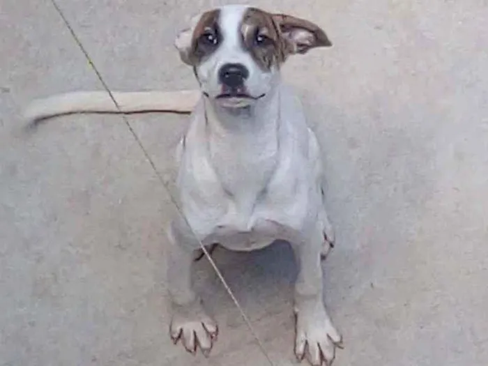 Cachorro ra a Sem raça definida idade  nome Sem nome