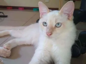 Gato raça SRD-ViraLata idade 2 a 6 meses nome Pitaya