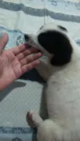 Cirilo