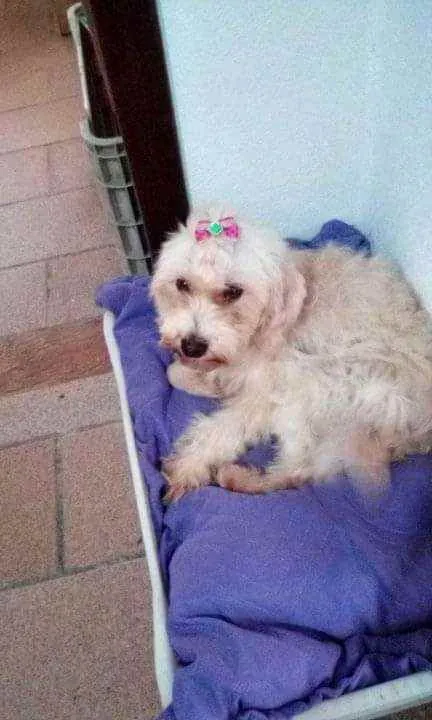 Cachorro raça Poodo micro toy idade 3 anos nome Kesy