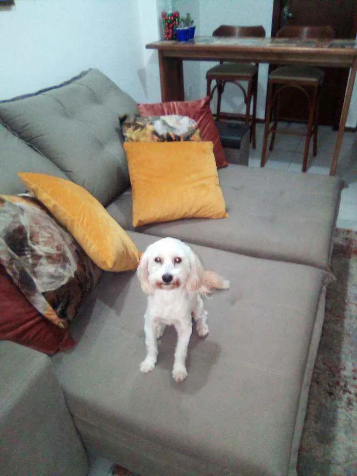 Cachorro raça Poodo micro toy idade 3 anos nome Kesy