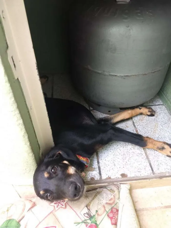 Cachorro ra a Vira lata idade 2 a 6 meses nome Judite