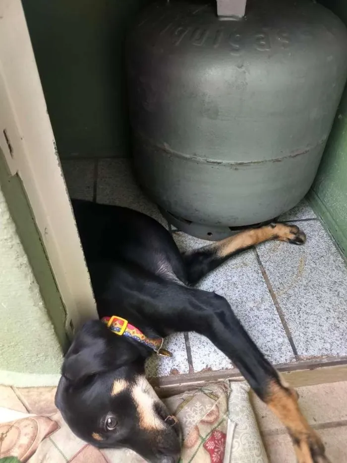 Cachorro ra a Vira lata idade 2 a 6 meses nome Judite