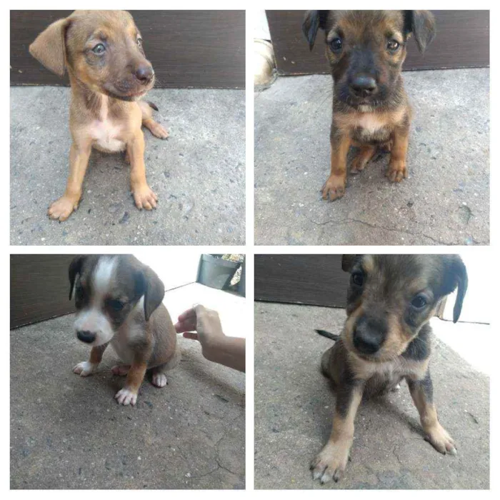 Cachorro ra a Sem raça definida idade 2 a 6 meses nome Não tem