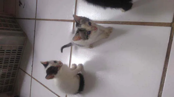 Gato raça  idade Abaixo de 2 meses nome Ainda não tem Nome 