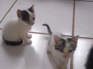 Gato raça  idade Abaixo de 2 meses nome Ainda não tem Nome 