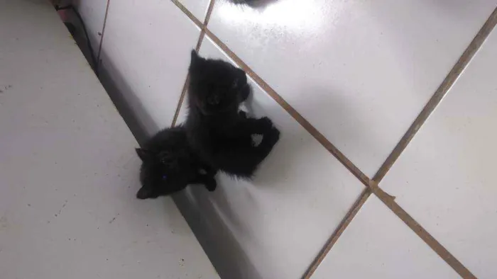 Gato raça  idade Abaixo de 2 meses nome Ainda não tem Nome 