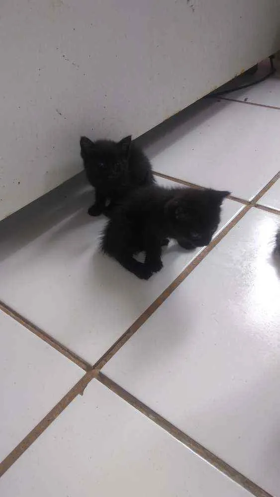 Gato raça  idade Abaixo de 2 meses nome Ainda não tem Nome 