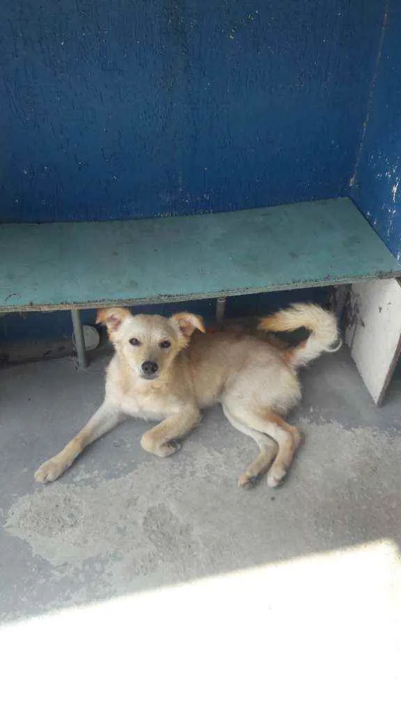 Cachorro raça Vira lata idade 1 ano nome Lindão 