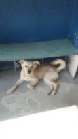 Lindão