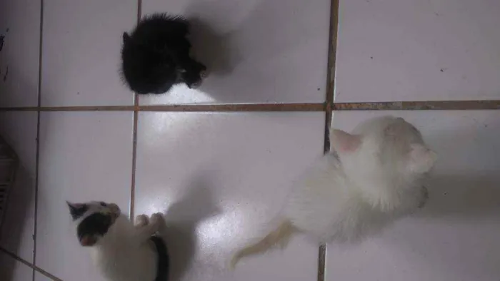 Gato raça  idade Abaixo de 2 meses nome Ainda não tem Nome 