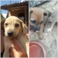 Maíra  e  maraisa