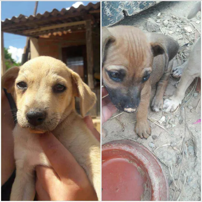 Cachorro raça Sem raça  idade Abaixo de 2 meses nome Maíra  e  maraisa