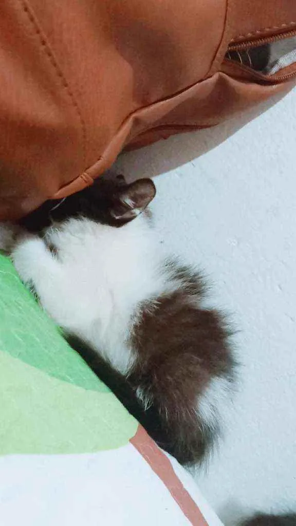 Gato ra a Angorá, ambos... idade 2 a 6 meses nome O novo dono dará o n