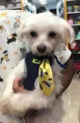 Tito