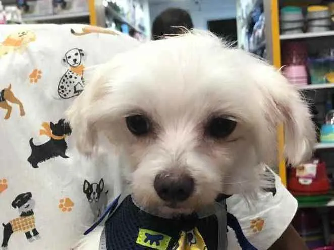 Cachorro ra a Maltês idade 4 anos nome Tito