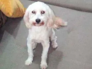 Cachorro raça Poodo micro toy idade 3 anos nome Kesy