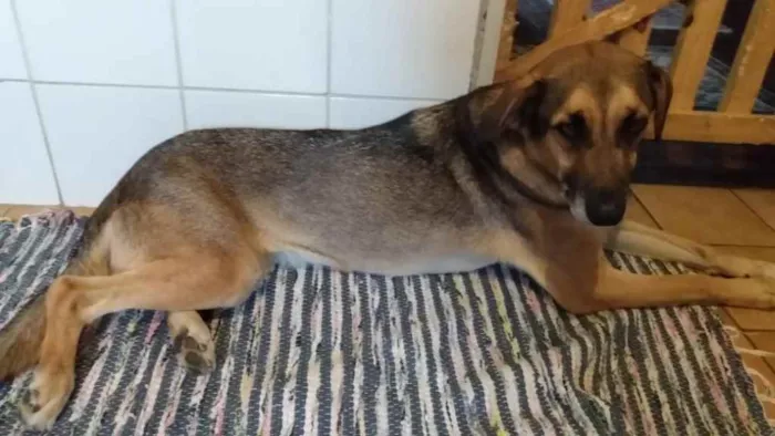 Cachorro ra a SRD idade 2 anos nome Marrom