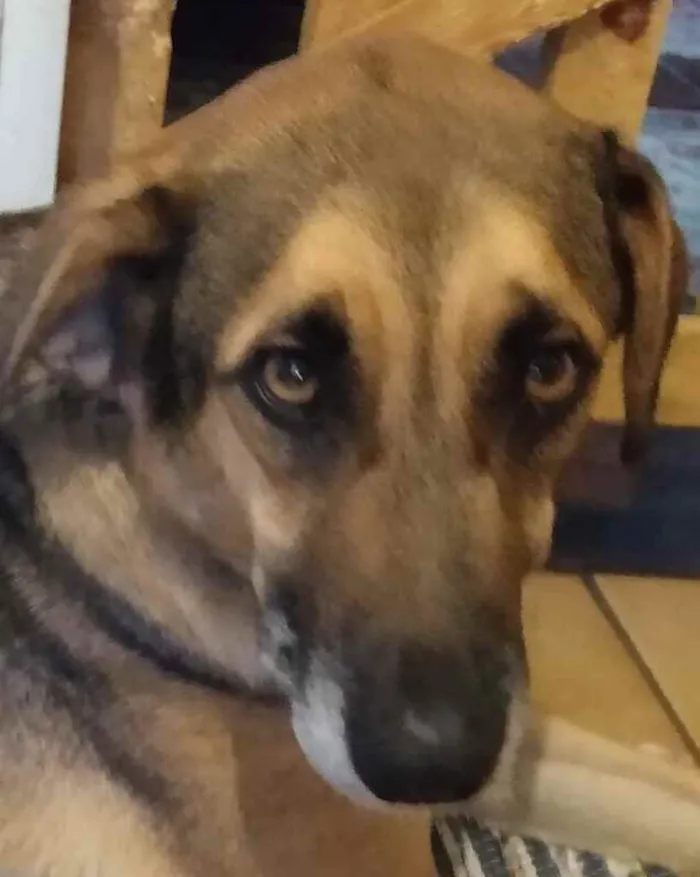 Cachorro ra a SRD idade 2 anos nome Marrom