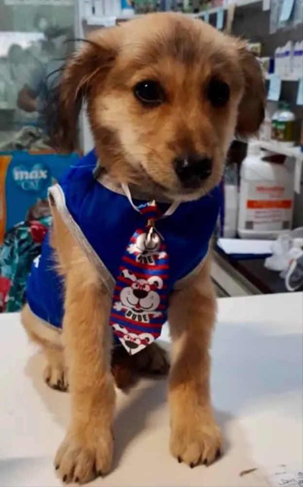 Cachorro ra a Mestiço  idade 2 a 6 meses nome Thor 