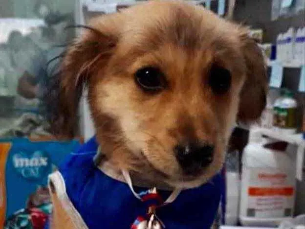 Cachorro ra a Mestiço  idade 2 a 6 meses nome Thor 