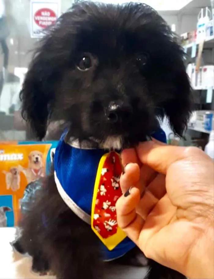 Cachorro ra a Mestiço  idade 2 a 6 meses nome Zeus 
