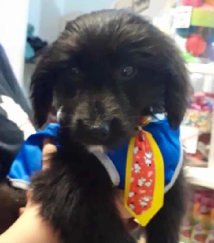 Cachorro ra a Mestiço  idade 2 a 6 meses nome Zeus 