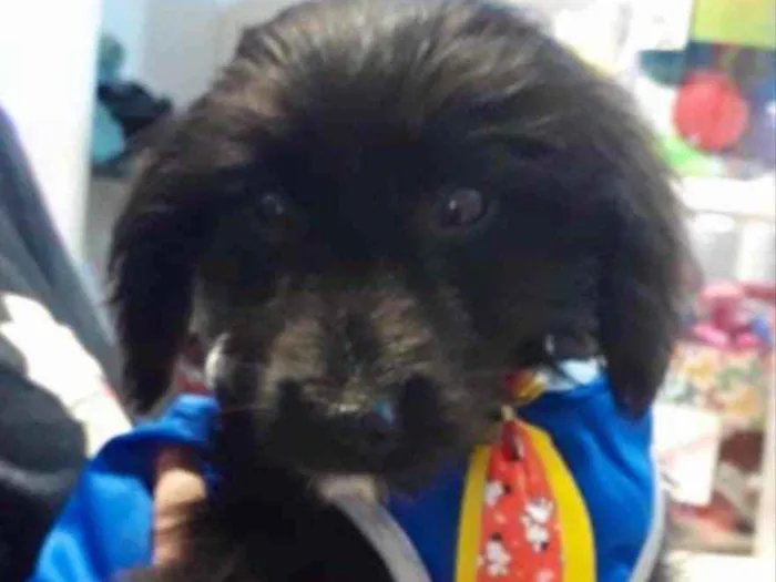 Cachorro ra a Mestiço  idade 2 a 6 meses nome Zeus 