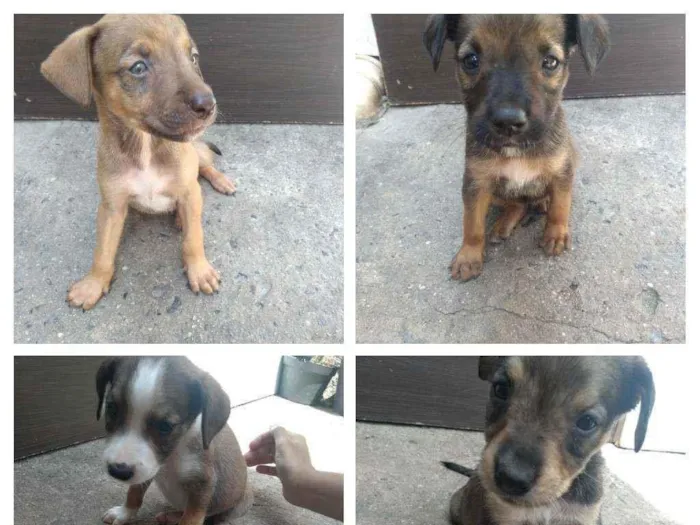 Cachorro ra a Sem raça definida idade 2 a 6 meses nome Não tem