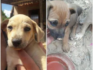 Cachorro raça Sem raça  idade Abaixo de 2 meses nome Maíra  e  maraisa