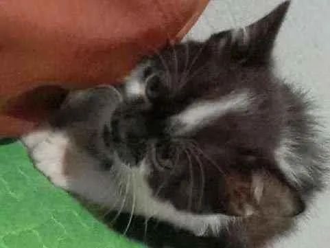 Gato ra a Angorá, ambos... idade 2 a 6 meses nome O novo dono dará o n