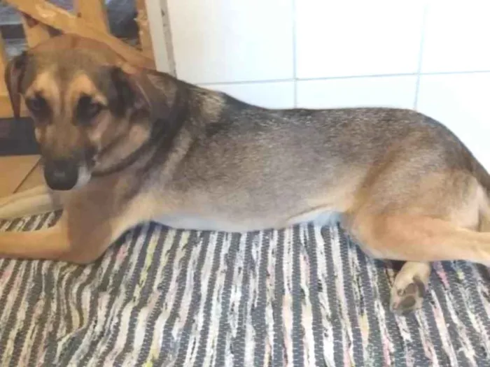 Cachorro ra a SRD idade 2 anos nome Marrom