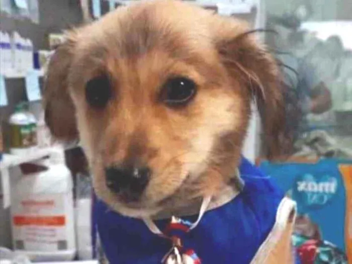 Cachorro ra a Mestiço  idade 2 a 6 meses nome Thor 