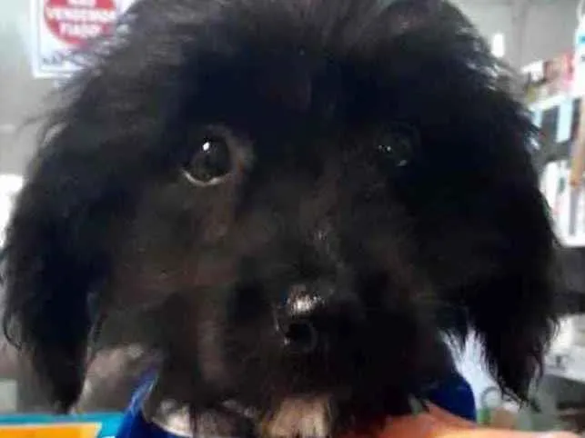Cachorro ra a Mestiço  idade 2 a 6 meses nome Zeus 