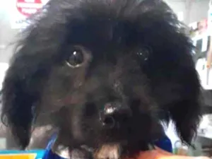 Cachorro raça Mestiço  idade 2 a 6 meses nome Zeus 