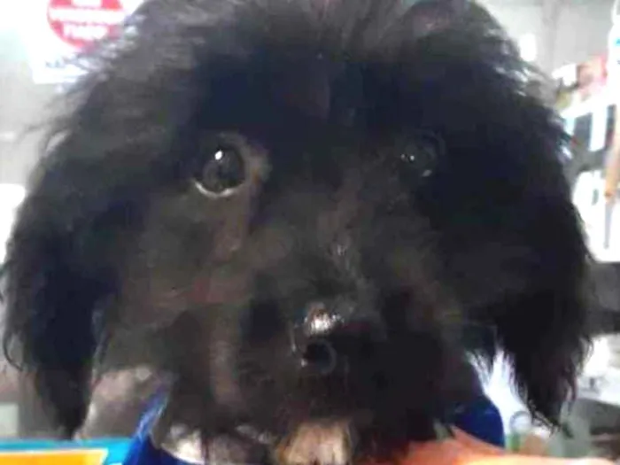 Cachorro ra a Mestiço  idade 2 a 6 meses nome Zeus 