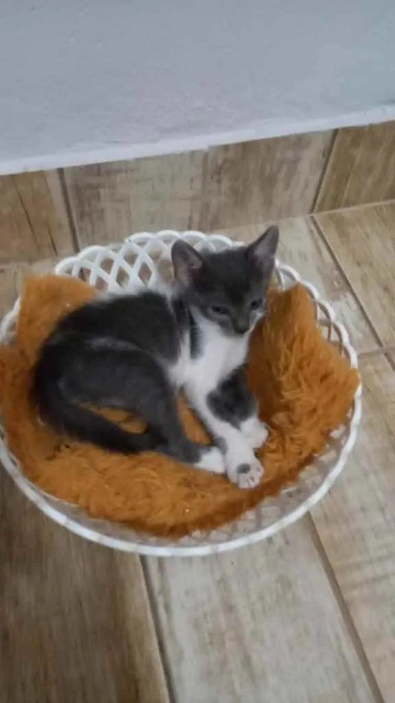 Gato ra a  idade 2 a 6 meses nome Não sei 