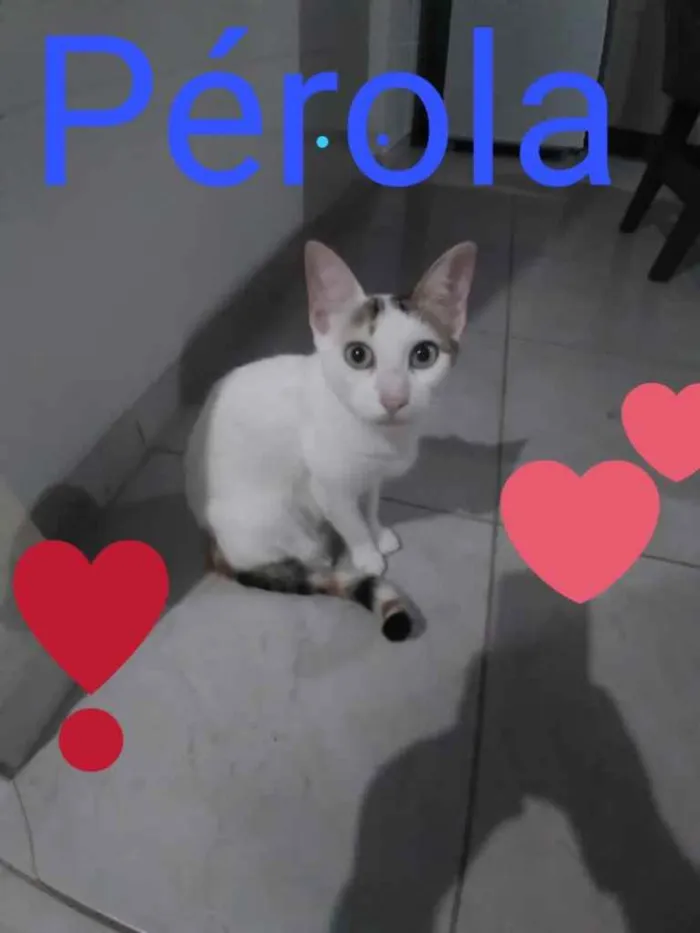 Gato ra a  idade 2 a 6 meses nome Não sei 