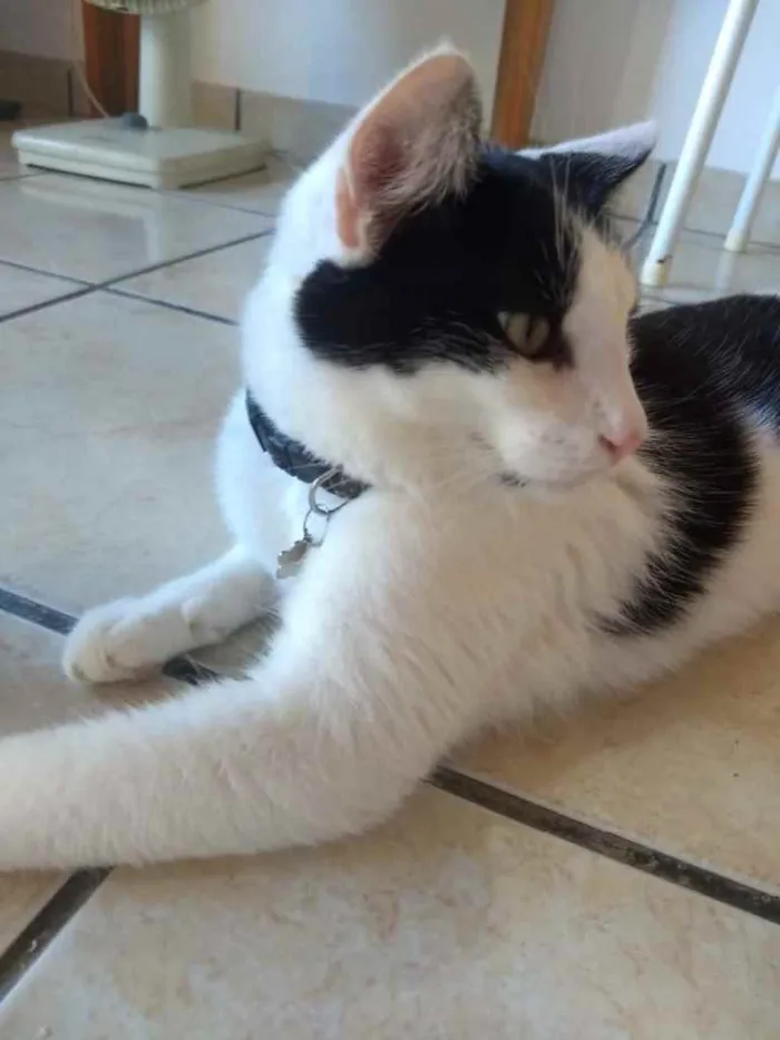 Gato ra a  idade 2 a 6 meses nome Não sei 